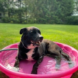 Meet your Posher, Adam